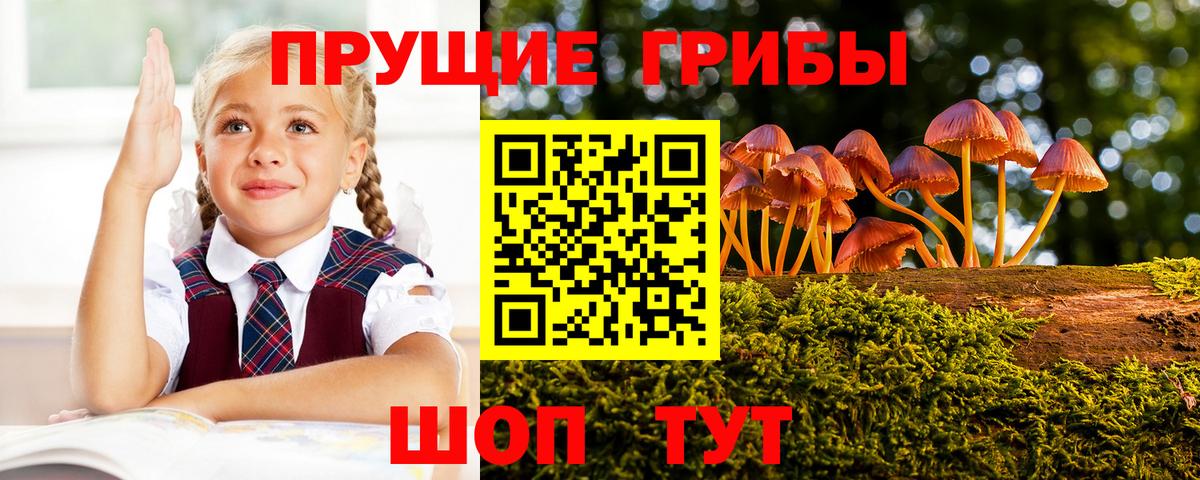 Клинцы  Псилоцибиновые грибы мицелий  Псилоцибиновые грибы мицелий  Вход с VPN 